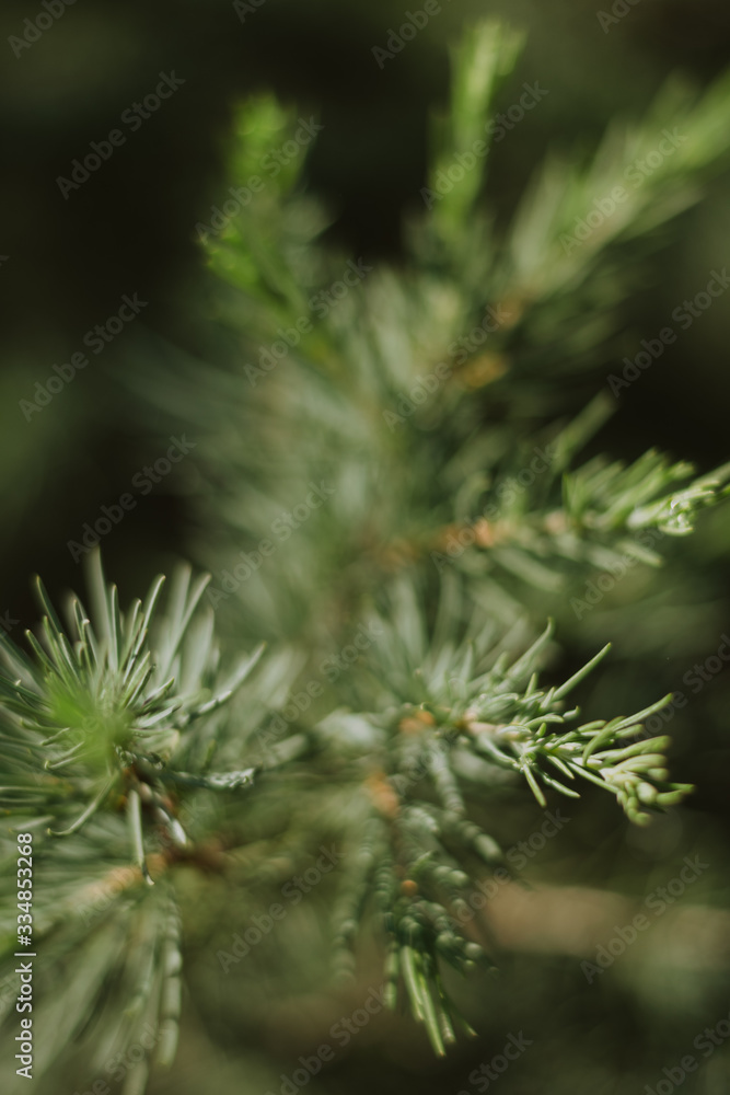 close up of a christmas tree close up of a christmas tree