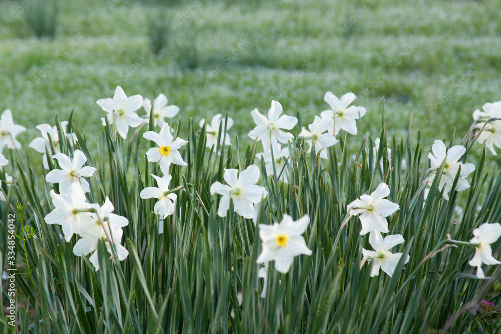 white narcissus