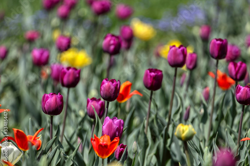 Tulips, beautiful spring flowers © photokrle