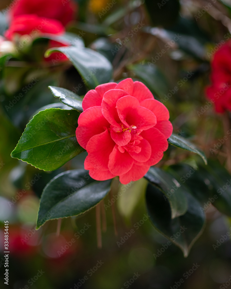 Blooming red camellia japonica emperror of russia Blooming red camellia japonica emperror of russia