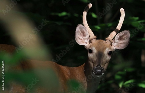 Young Buck in Velvet © Douglas