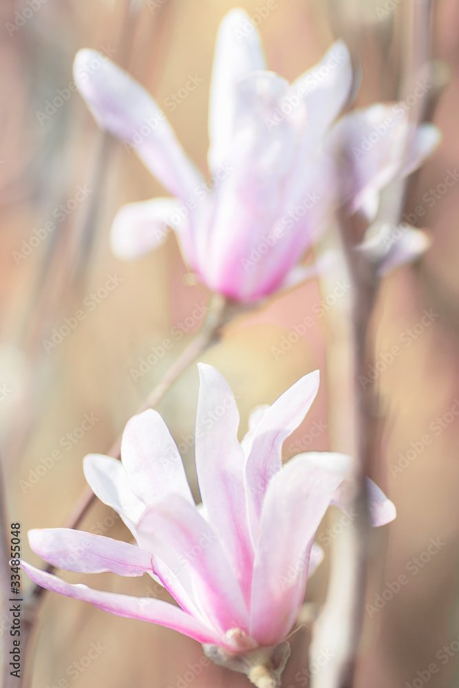 magnolia flowers close-up on pastel pink bushes spring bloom