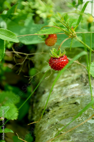  wild strawberry red berry in the forest