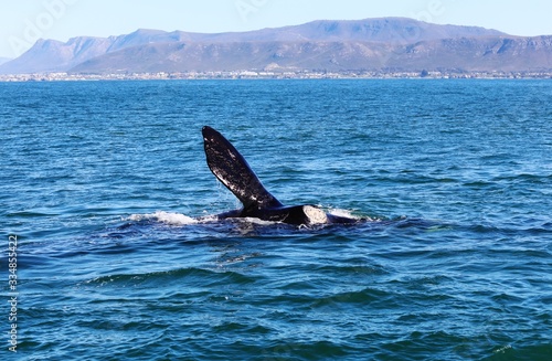 Whale Watching with a view near Hermanus photo