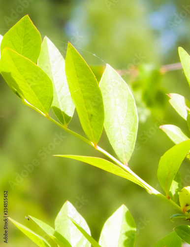 Close up of green leaves.