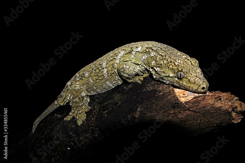  New Caledonian giant gecko / Neukaledonischer Riesengecko (Rhacodactylus leachianus), Île des Pins, New Caledonia / Neukaledonien photo