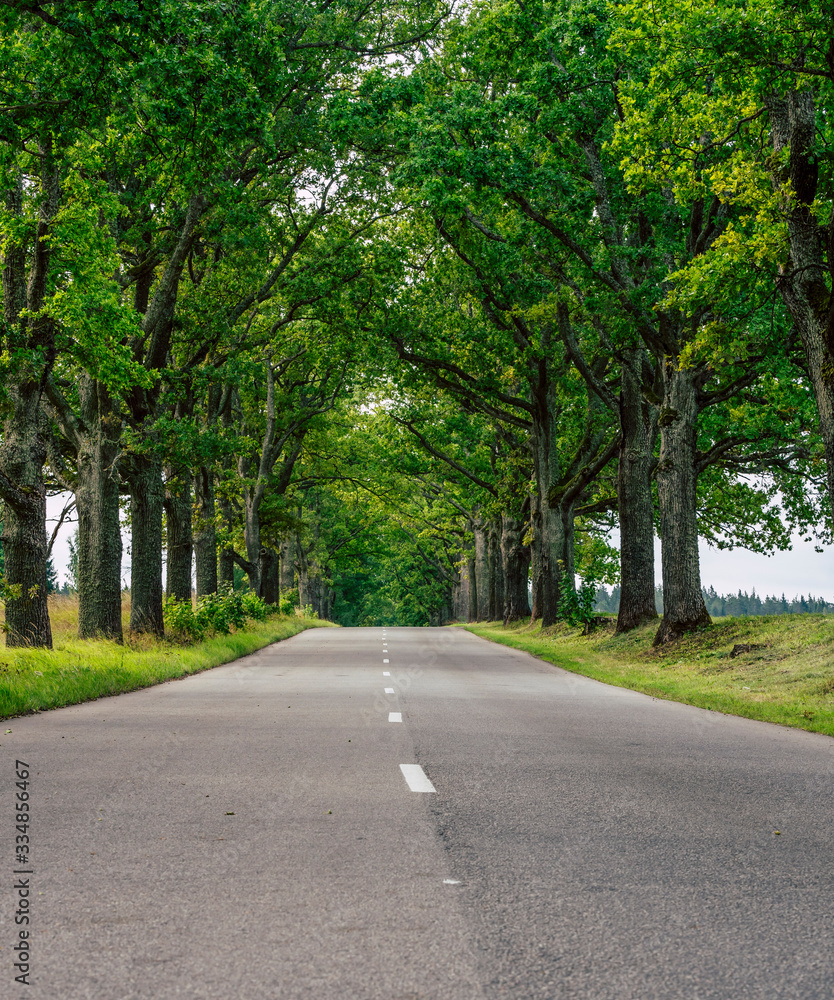 Empty road ahead between green leaf oak alley