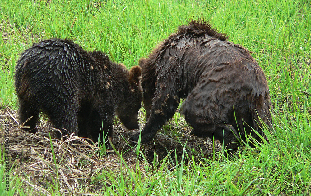 Adult Brown Bears playing and posing among swamp forest Adult Brown Bears playing and posing among swamp forest