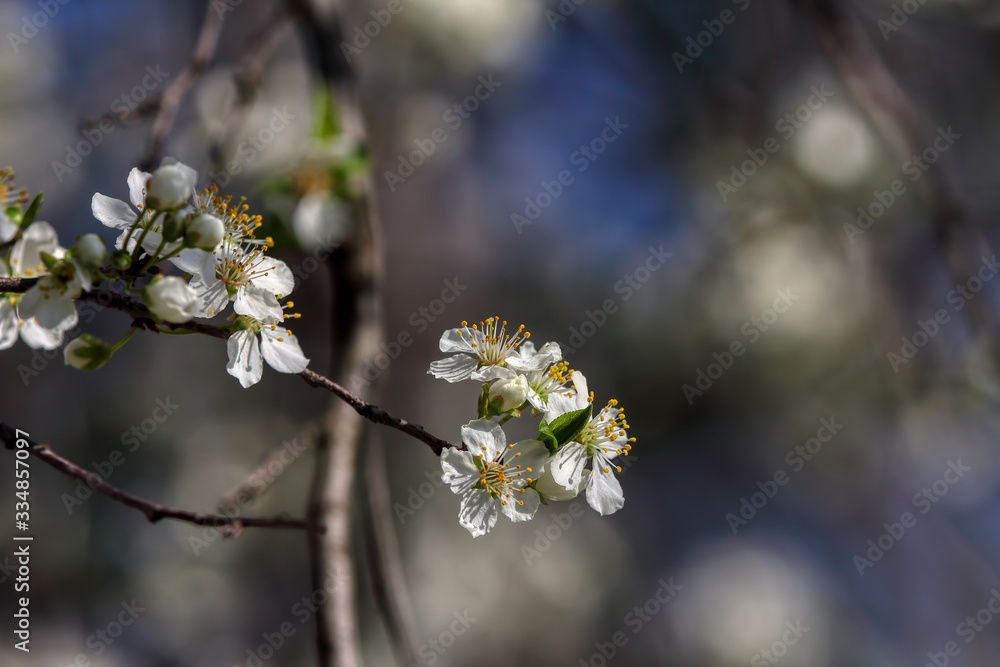 wonderful flowers fruits. blossom fruit wonderful flowers fruits. blossom fruit