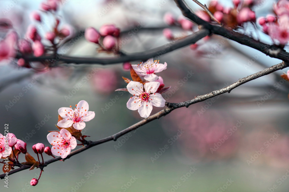 wonderful flowers fruits. blossom fruit wonderful flowers fruits. blossom fruit