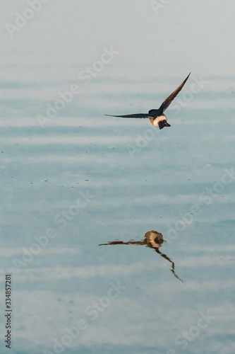 reflection of a bird on a lake flying photo