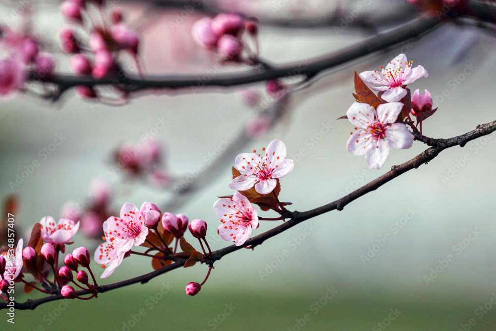 wonderful flowers fruits. blossom fruit wonderful flowers fruits. blossom fruit