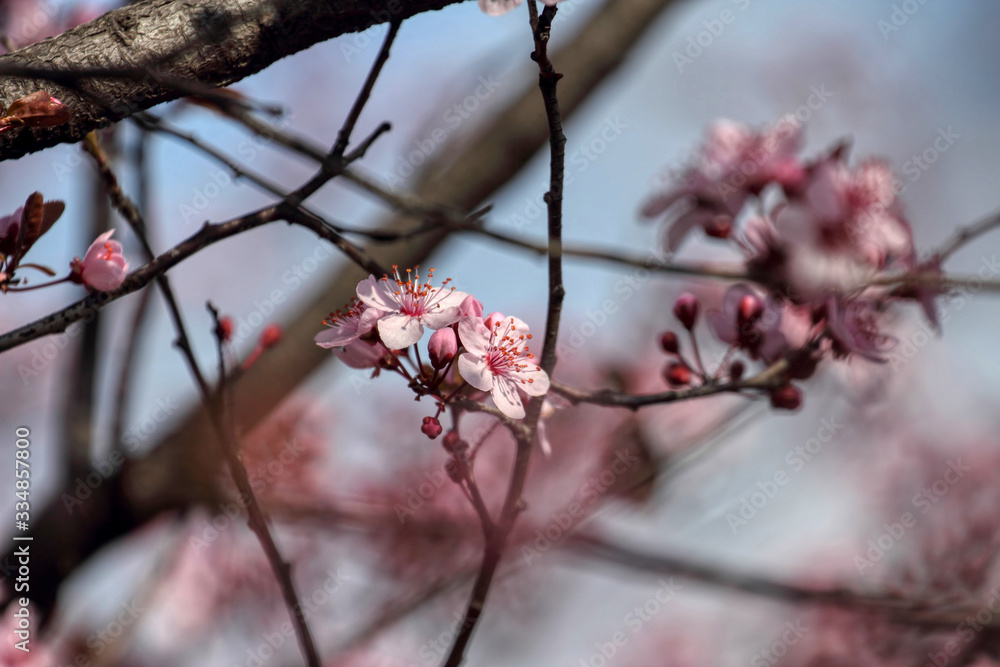 wonderful flowers fruits. blossom fruit wonderful flowers fruits. blossom fruit