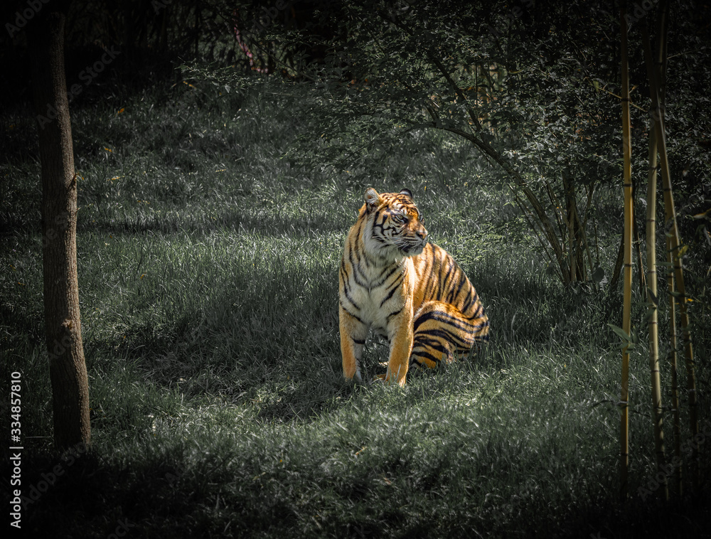 Fototapeta premium Sumatran Tiger