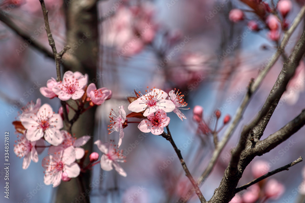 wonderful flowers fruits. blossom fruit wonderful flowers fruits. blossom fruit