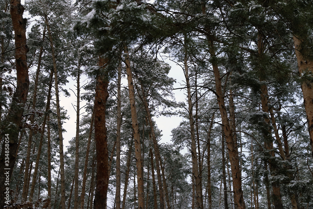 tree branches in the forest in the snow in winter