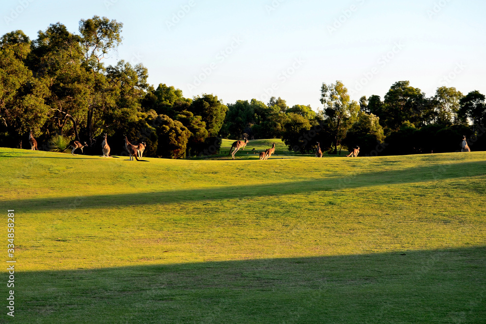Fototapeta premium Kangaroos on a golf course.