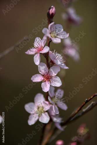 wonderful flowers fruits. blossom fruit