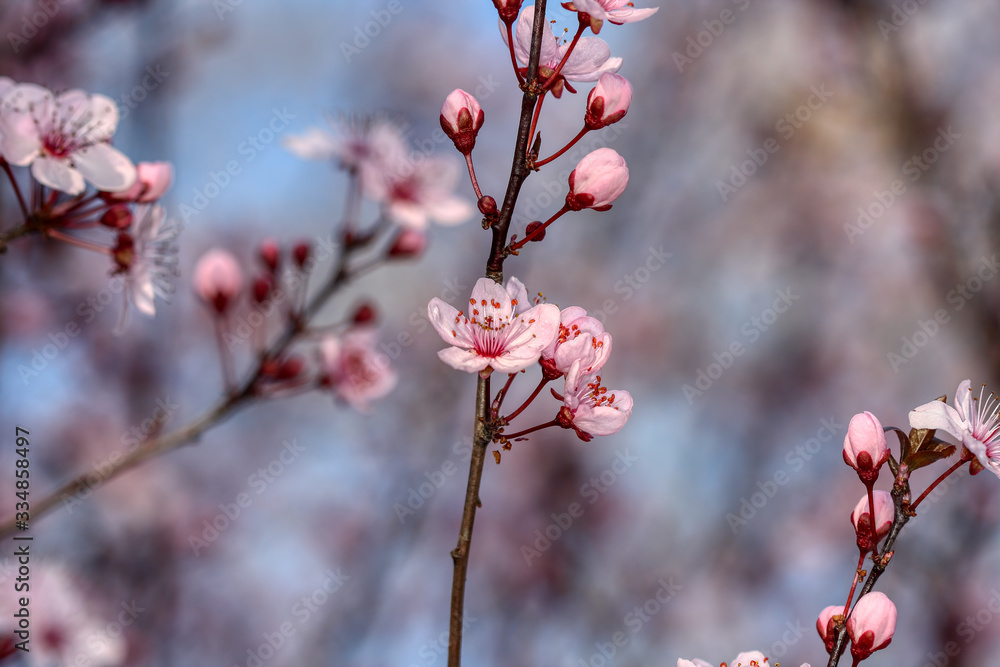 wonderful flowers fruits. blossom fruit wonderful flowers fruits. blossom fruit