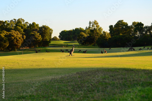 Kangaroos on a golf course.