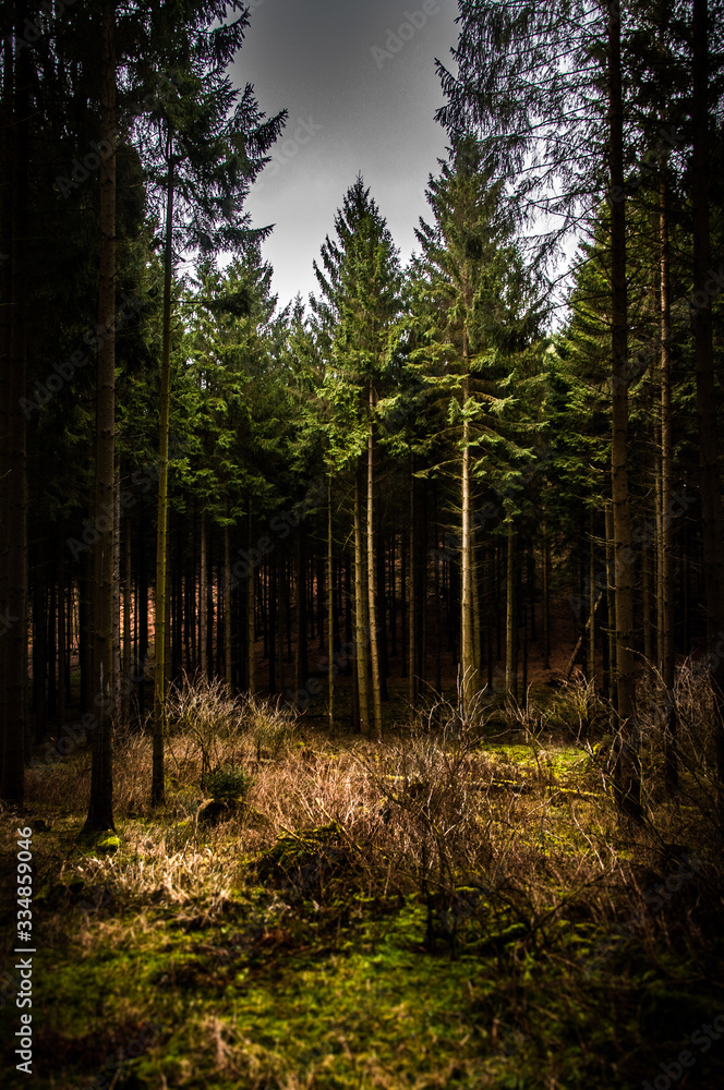 Obraz premium Waldlichtung