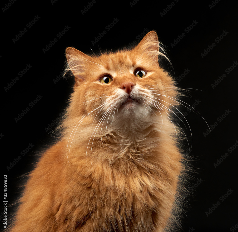 portrait of an adult ginger red cat with a large white mustache, the animal poses on a black background portrait of an adult ginger red cat with a large white mustache, the animal poses on a black background
