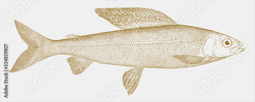 Michigan grayling, thymallus tricolor, an extinct freshwater fish from North America in side view photo