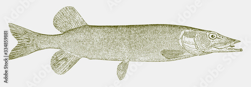 Northern pike, esox lucius, a freshwater fish from the northern hemisphere in side view