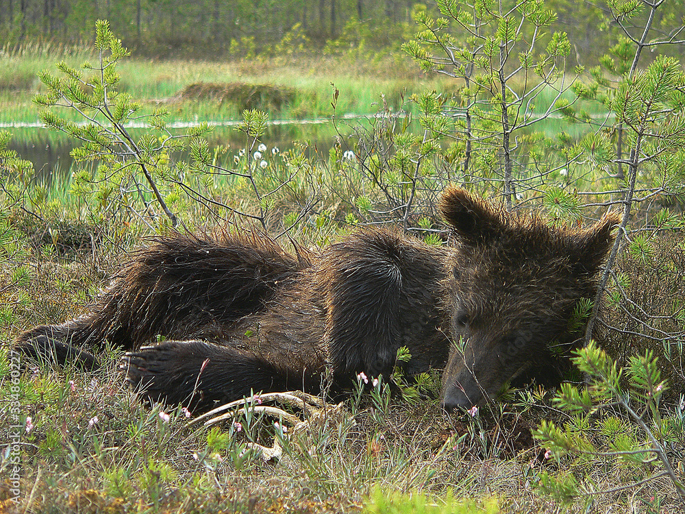 Adult Brown Bears playing and posing among swamp forest Adult Brown Bears playing and posing among swamp forest