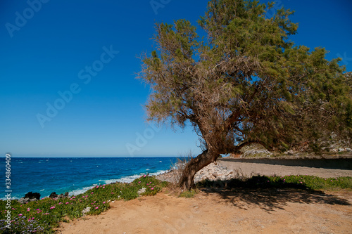 beautiful seaside landscape with a big tree  flowers  summer or spring