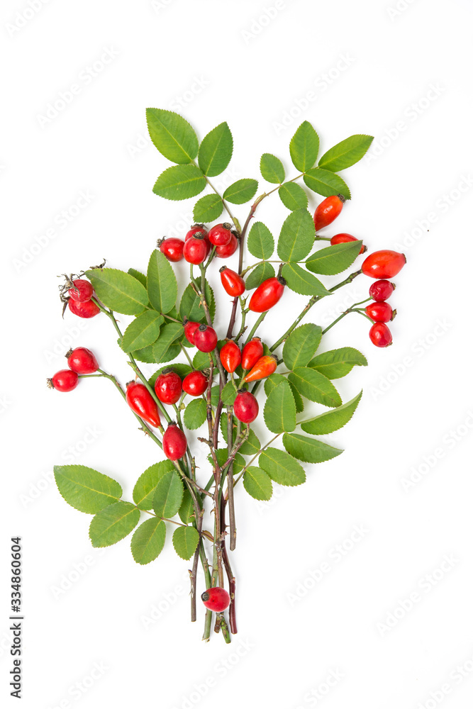 Naklejka Dog rose, bunch branch Rosehips, types Rosa canina hips isolated on white, Medicinal plants and herbs composition