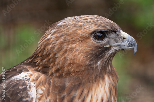 Redtail Hawk closeup side profile 
