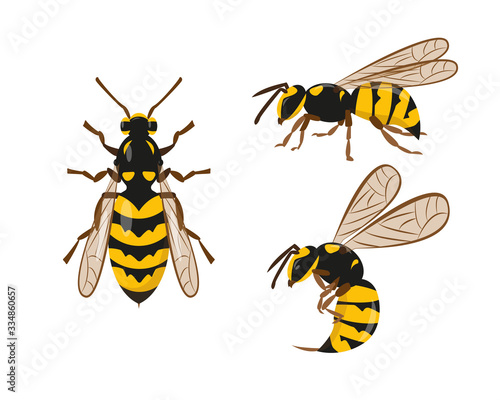 Wasp or hornet icons set vector illustration.