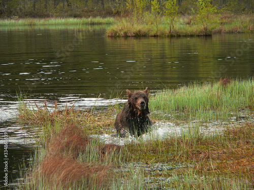 Adult Brown Bears playing and posing among swamp forest © adventure