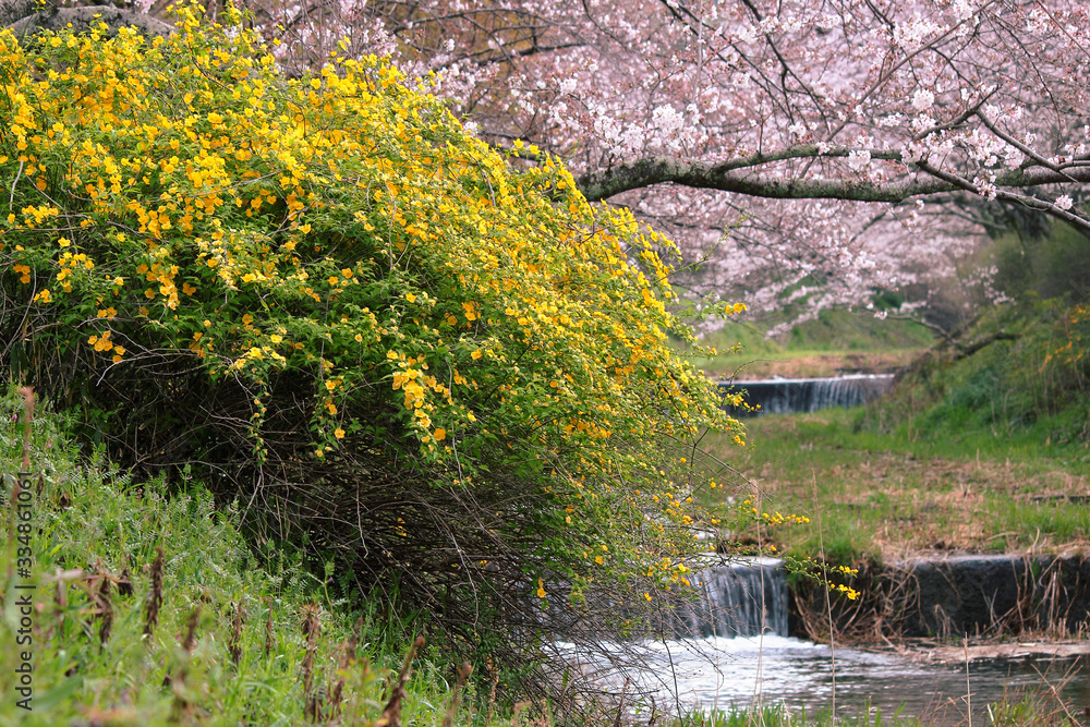 山吹と桜