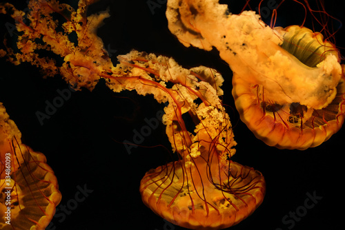 jellyfish