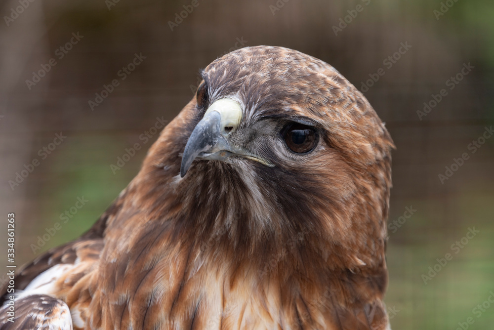 Fototapeta premium Redtail Hawk closeup looking curious 