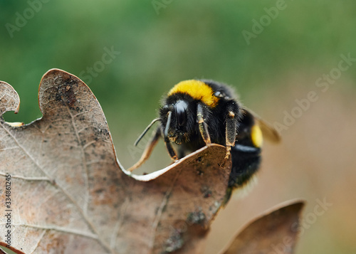 A detailed close- up of a bumble bee crawling on a dried oak leaf.