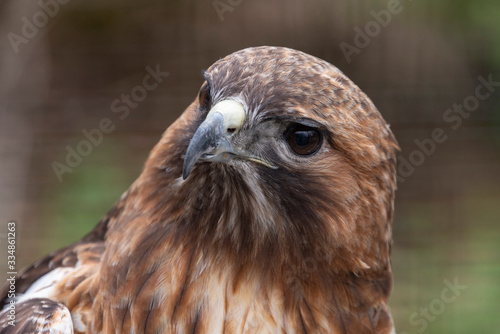 Redtail Hawk closeup looking curious 