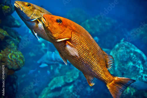 tropical fish in aquarium