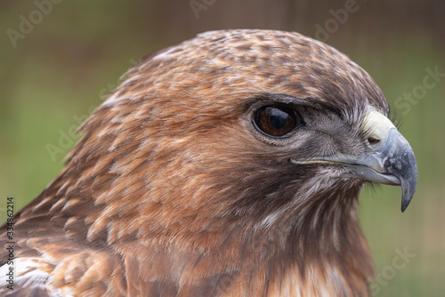 Slika na platnu Red tail hawk close up