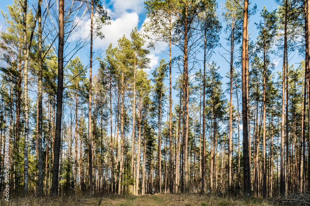 Pine forest in the rays of sunlight. A forest path runs through the dry grass. Spring clear evening with blue sky and clouds. Nature landscape Pine forest in the rays of sunlight. A forest path runs through the dry grass. Spring clear evening with blue sky and clouds. Nature landscape