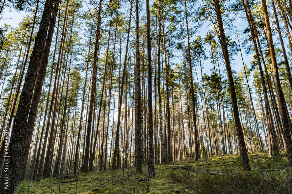 Obraz premium Beautiful clean pine forest with green moss. Spring clear evening with blue sky and clouds. Nature background