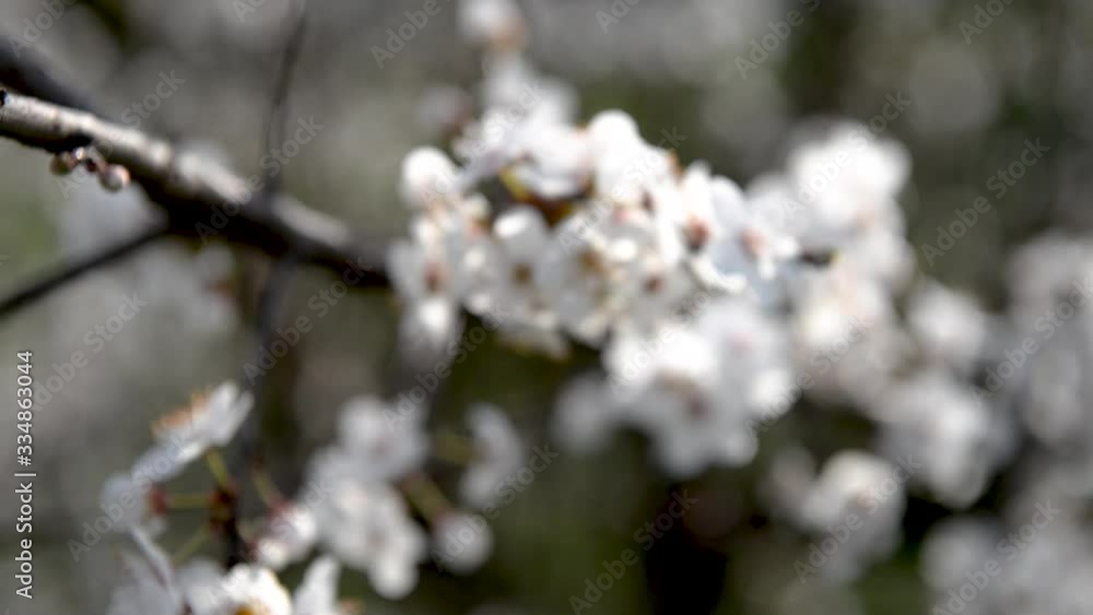 Spring trees with blossom flowers. Beautiful background. Blooming tree at sunny spring day. Spring flowers. Abstract blurred background. Springtime Spring trees with blossom flowers. Beautiful background. Blooming tree at sunny spring day. Spring flowers. Abstract blurred background. Springtime