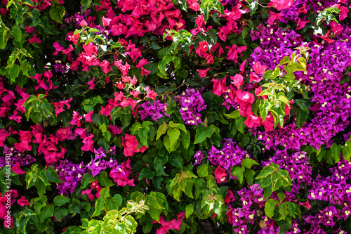 Mediterranean flowers, living wall of flowers
