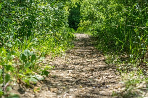 Waldweg 