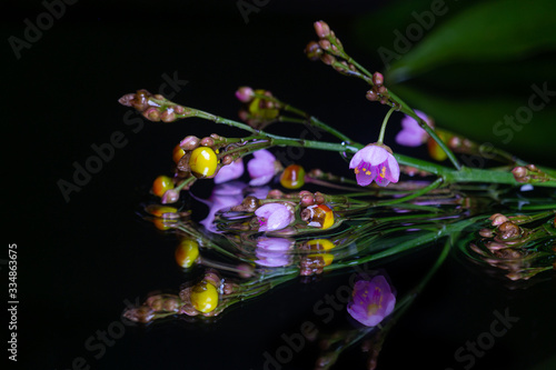 Boronia is a genus of about 160 species of flowering plants in the citrus family Rutaceae. Most are endemic to Australia with a few species in New Caledonia, which were previously placed in the genus  photo