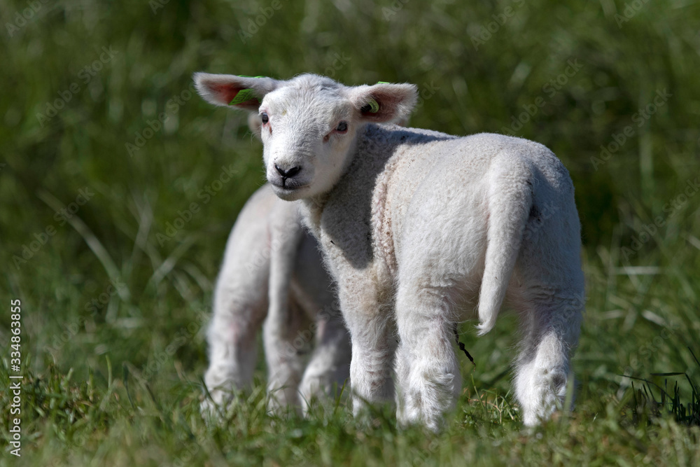 Single white Young lamb looks backwards Single white Young lamb looks backwards