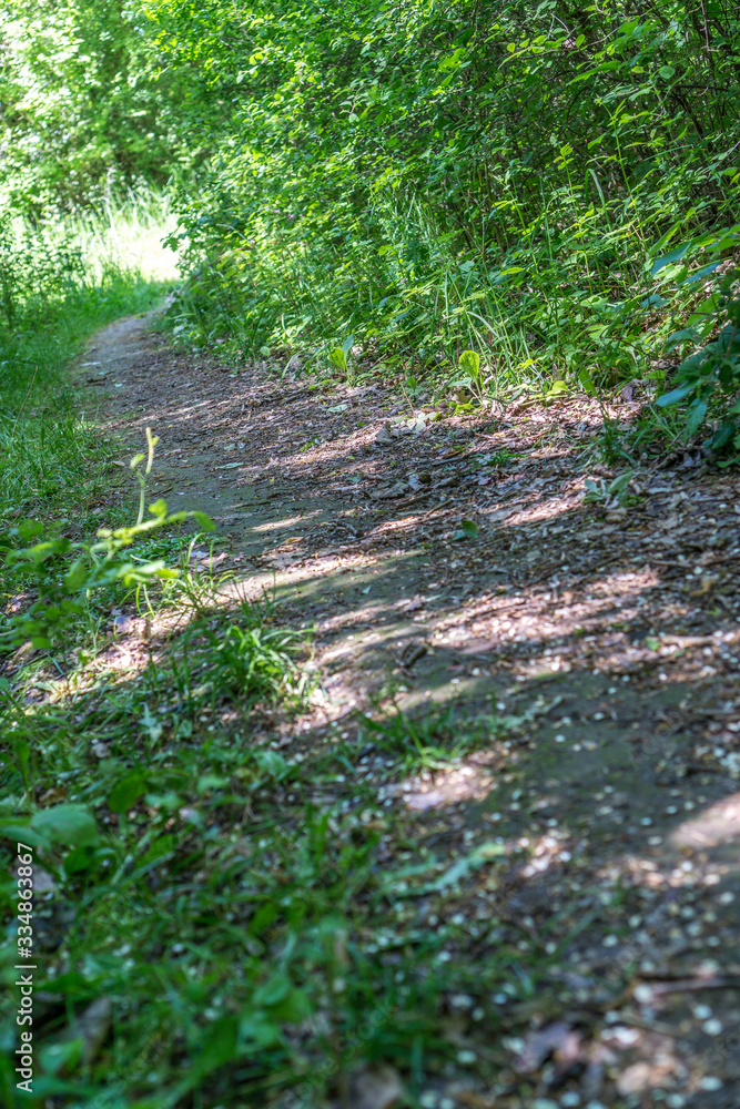 Obraz premium Waldweg