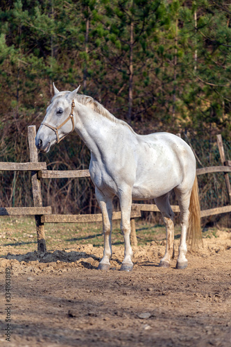 White horse in a horse farm © skovalsky